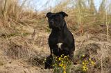 STAFFIE 319